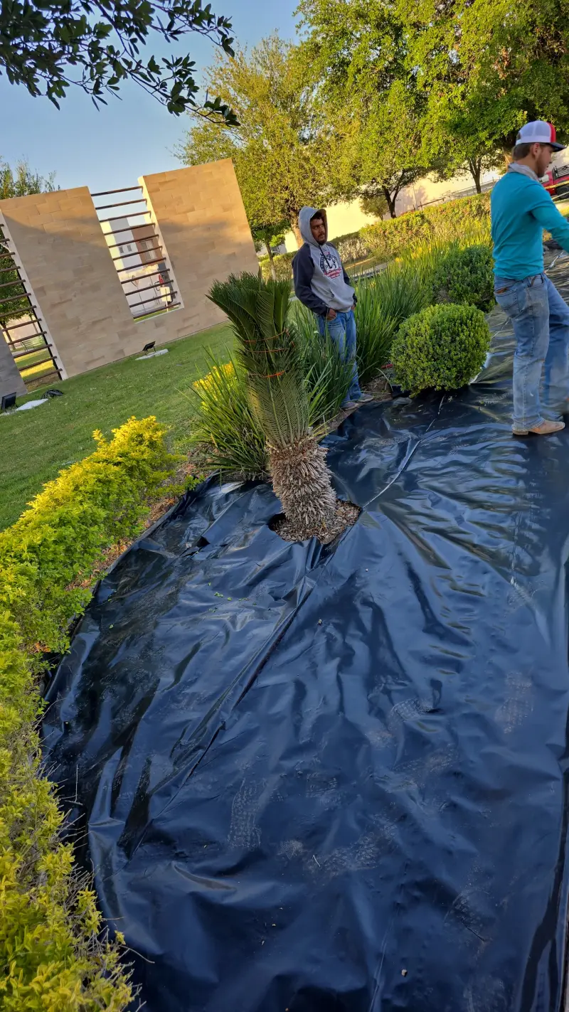 Instalación de jardín con palmas